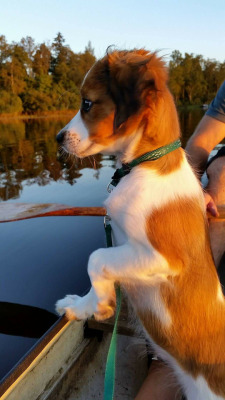 awwww-cute:  First time on a boat 🐶 (Source: