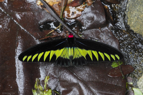onenicebugperday: Rajah Brooke’s Birdwing ButterfliesTrogonoptera brookiana albescensSpotted i