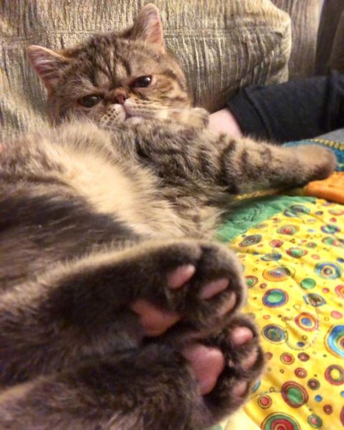 Just wanted to throw it back to these baby toe beans. . . #tbt #boogie #exoticshorthair #persian #