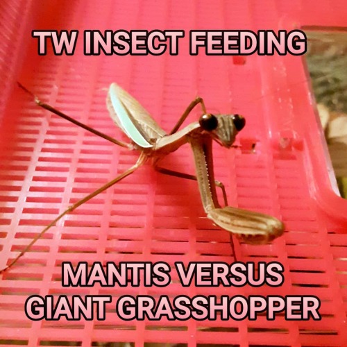 TW INSECT FEEDING PICS: CHINESE MANTIS VERSUS GIANT-ASS GRASSHOPPER!! CAN HE DO IT?!?!  I keep forge