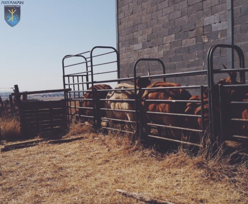 TB testing (tuberculin skin test) on our herd - part 2. All clear! this might be the busiest and mo