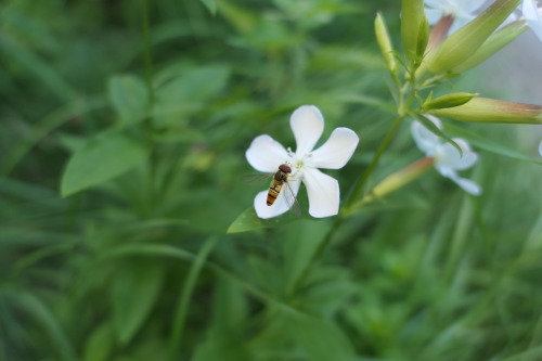 Syrphidae — hoverflySaponaria officinalis — soapwort