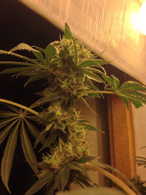 Lost a few phones with photos. So these are about 5-6 weeks into flowering up until harvest and jari