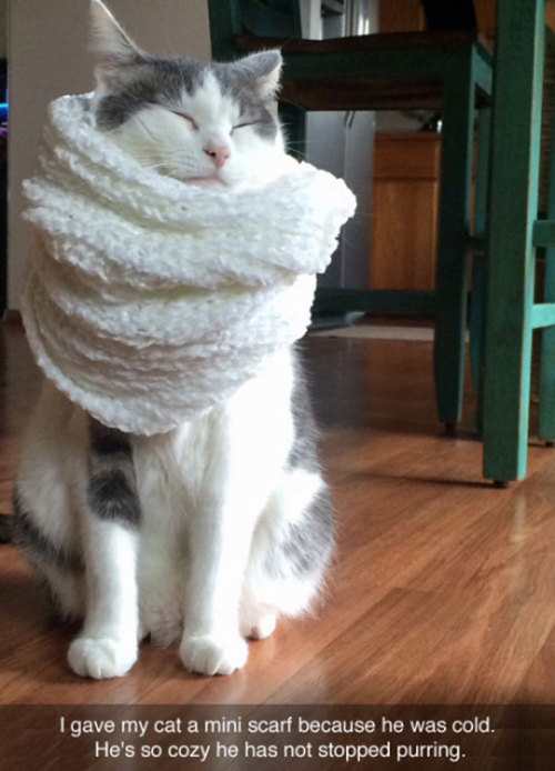 thequeenisdoomed:daily-meme:Cozy Kitty Scarf.