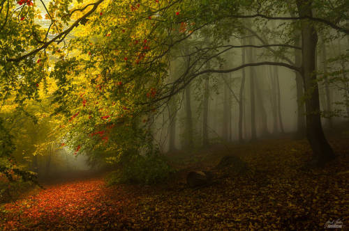 landscape-photo-graphy - Enchanting Forests Photography...