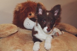 handsomedogs:  Penny, my little Pomchi. She’s
