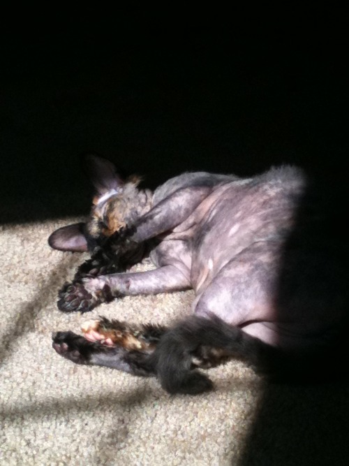 hairless cat