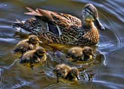 the-silent-rain:  I was browsing on tumblr and I realized I had no ducks in my blog, what kind of horrible person was I? 