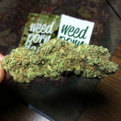 weedporndaily:  Smells so fragrant #nug #cannabis