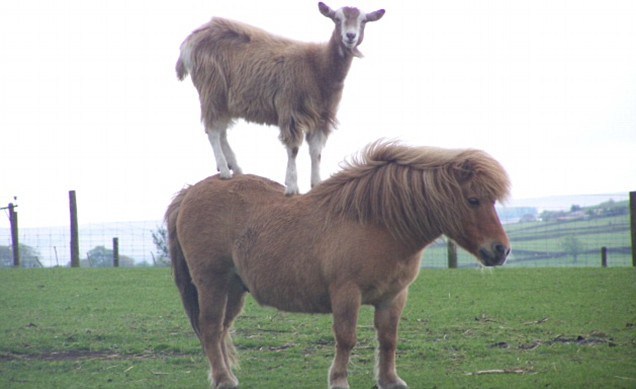theanimalblog:  Animals riding other animals 