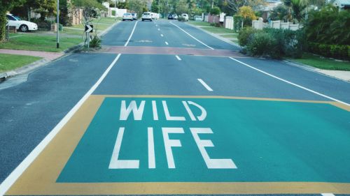 Into the wild. By @ILoveSydney