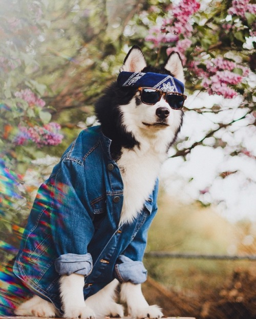 huskiesadventures: Spring Vibes Instagram | Tumblr