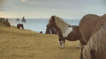 theclearlydope:  Hello Good Morning: This small horse has an amazing attitude about