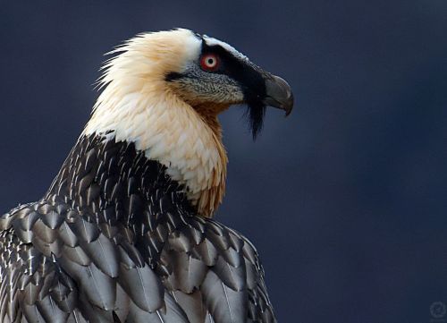 birdblues:Bearded Vulture