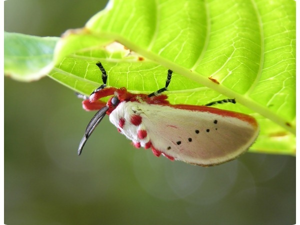 dancinghare:  cool-critters:Peppermint moth (Trosia nigropunctigera)The Peppermint