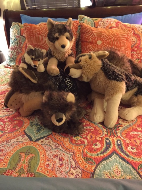 babyboyeren:  Introducing my stuffy collection!! The sharkies belong to daddy, cause even daddies like to snuggle things when they have bad days. As you can see, I’m a very spoiled boy. (ﾉ^ヮ^)ﾉ*:・ﾟ✧
