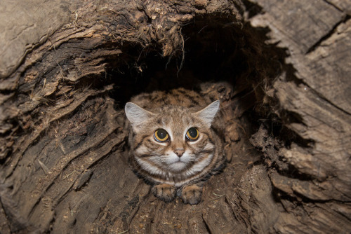 supericelight:tinyowlnonsense:kaible:sdzoo:Black-footed cats, Yuna and Sawyer, may resemble your ave