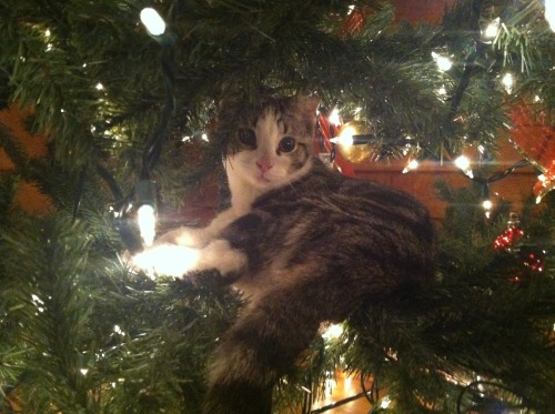 Mabel likes the christmas tree a bit too much  (submitted by little-kinky-kitty)