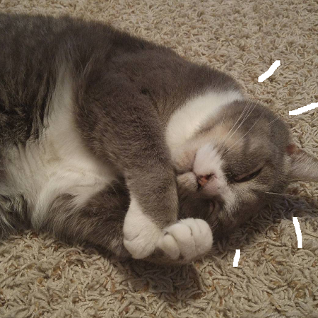 faunaflores: little ball of fur