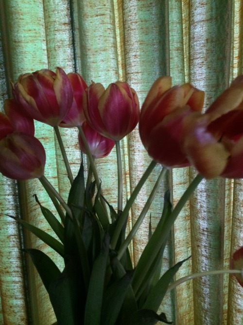 irlmiserable:some cool pics of flowers n my van gogh coasters