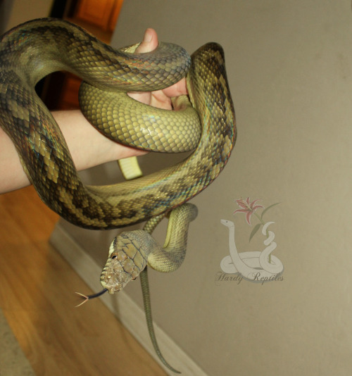 i-m-snek:Big large childe wants to climb the wall