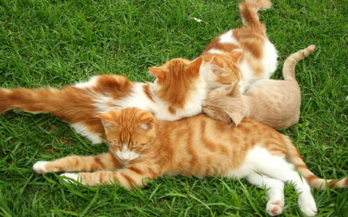 aquiraxuno:orange kitty family