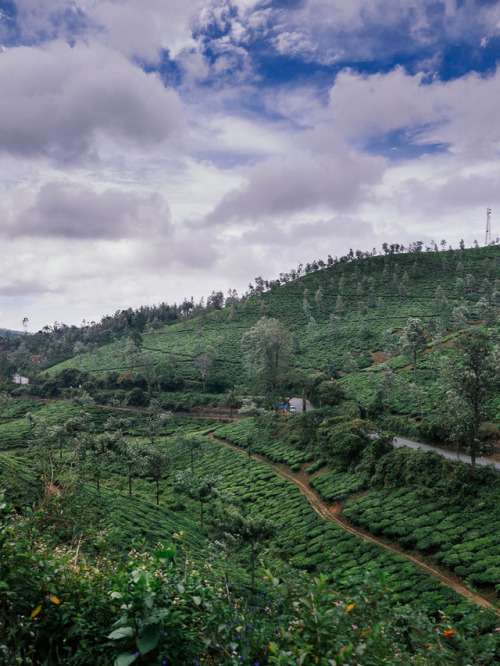 bus ride through tea plantations, Kumily, India