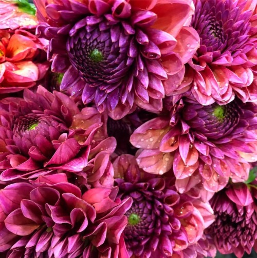Instagram | Gothamflorist 