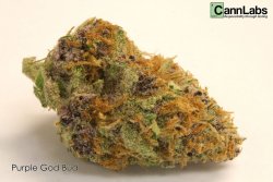 weedporndaily:  Purple God Bud