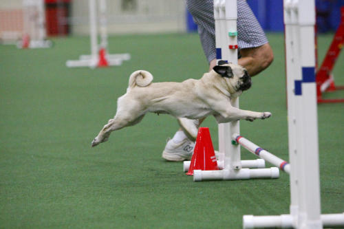 Your Opinion On Pugs/bulldogs/other Brachy Breeds