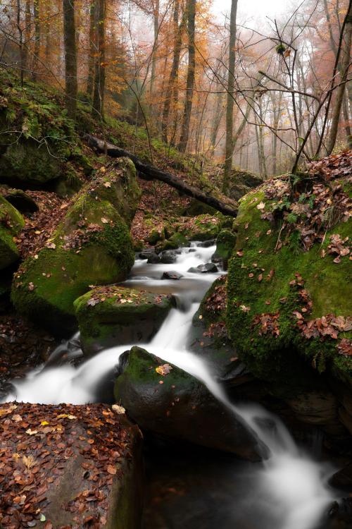 allkindsnature:Foggy morning by the stream,