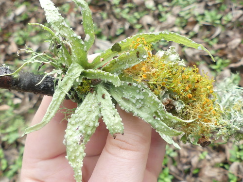 bugkeeping:Cartilage Lichen (Ramalina celastri) and the small beasts that call it home