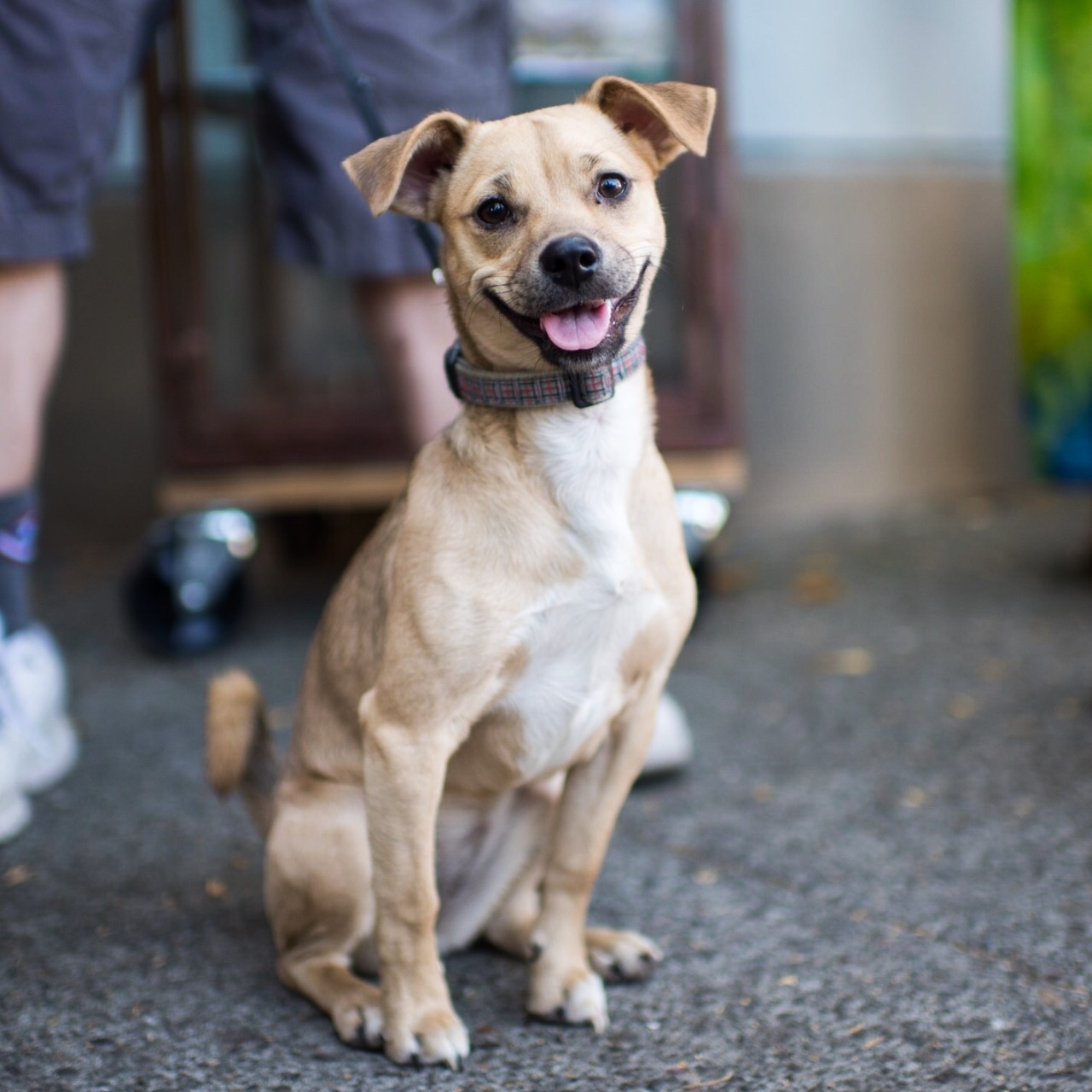 The Dogist Caramel Jack Russell Terrier Chihuahua Mix 7