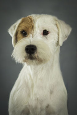 handsomedogs:  Flora Jakab | Portrait