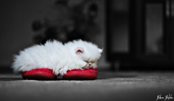 mel-cat:  White Persian Kitten by behnanbalabanhttp://500px.com/photo/50504826