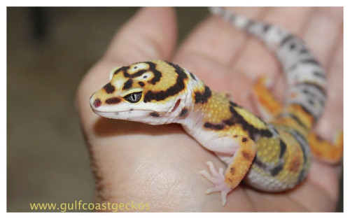Pretty Leo LadyGeckoForums.net -Gulf Coast Geckos shares photos of their beautiful new Zorro mandari