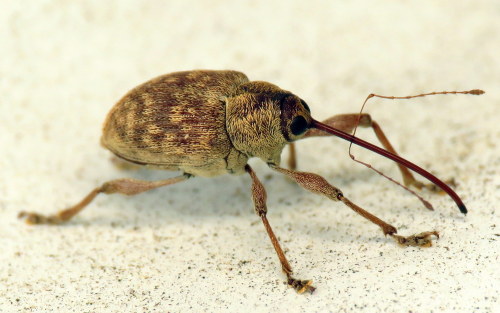 coolbugs:Bug of the DayFirst acorn weevil (Curculio sp.) of the season!