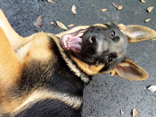 germanshepherddogs:  mainenaturegreyhounds:  That’s not a Greyhound…That’s Rocko: What can I say, I fell in love with Rocko while visiting with Mom, in Florida. Rocko belongs to Mom’s neighbor, Joe, and is a gorgeous 4 month old German Shepherd