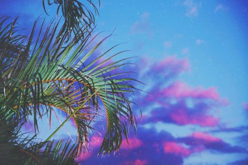 neondreams83:  Neon Palms