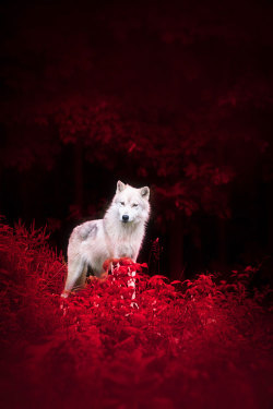 plasmatics-life:  Wolf in Wonderland by Dustin Abbott | (Website) 