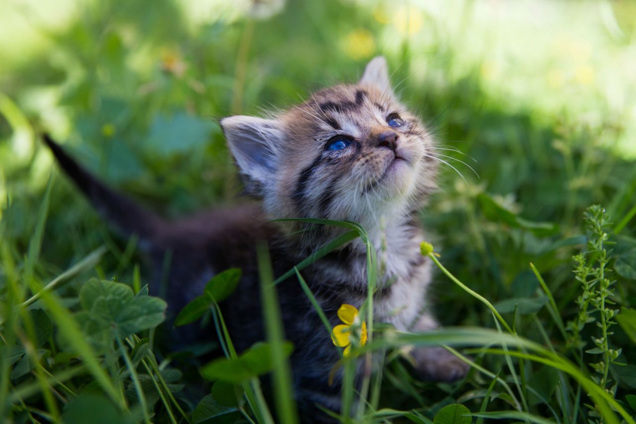 tiny place happy but - hkirkh: kitten meeting the sun for the first...