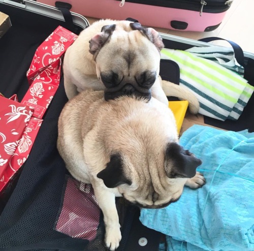 walkinthepug:  Spooning : expectations vs reality