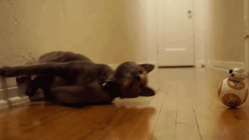gifsboom:  Mochi the Cat Meets BB8 from Star Wars: The Force Awakens. [video][Scott