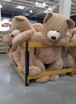 daddyslittle-spaceprincess:  reward-me-daddy:  daddys-little-tease:  justsomelittlelove:  BIG STUFFIES?? I WANT THE BIG STUFFIES!!! *runs around squealing and clapping hands*  *grabby hands* wantsss 😍 oh pretty pretty please daddy 😇 *jumps up and