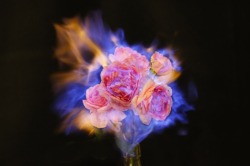 coldcatalyst89:  asylum-art-2:   Beautiful Flowers Engulfed in Flames by 蒋志|Jiangzhi  “Beautiful things and objects themselves will ultimately disappear, but  the beauty itself will live on, as well as love. Perhaps this is what I  am trying to