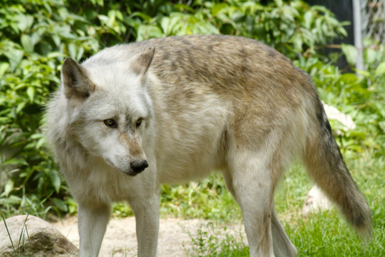 20 yr old void — Guys I want a wolf ;/\; Taken at the...