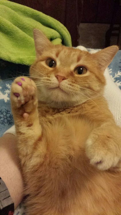 catp0rn:  love those claw covers!