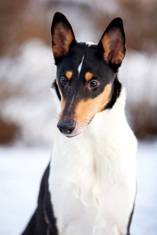 Jucaides Alitz Airteyoc “Unski” 2 years old, met him recently after two years. One of th