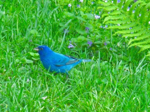 Pleased to have had this gorgeous fellow drop by just now! A male indigo bunting in breeding plumage