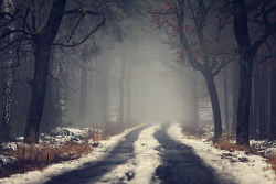 -olly:  Misty Forest (Source) 